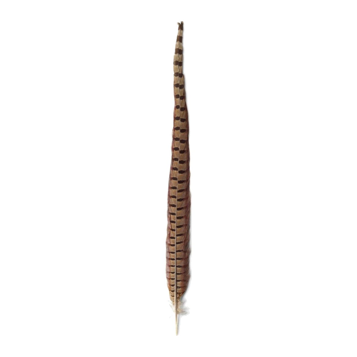 Pheasant Feather