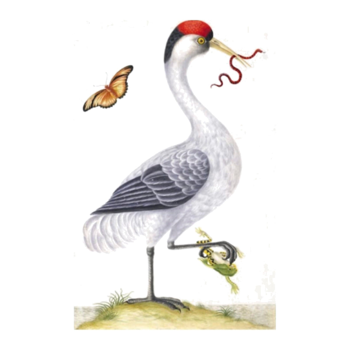 Remastered 18th Century Dutch Bird In Frame, framed bird art