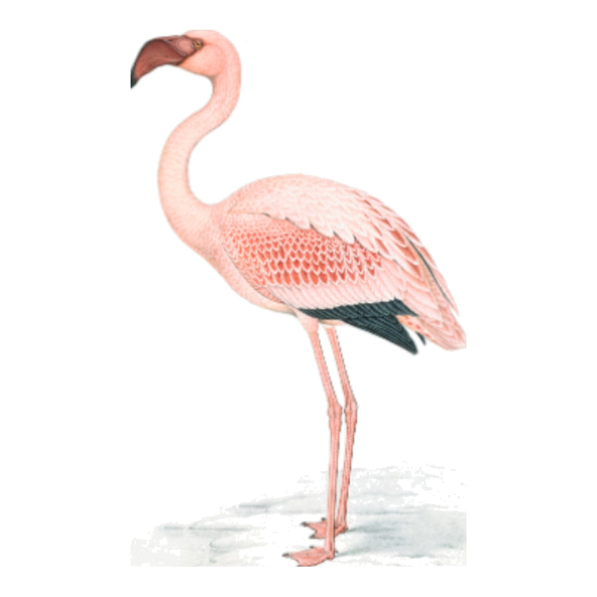 Remastered 18th Century Flamingo Print In Frame, framed bird art
