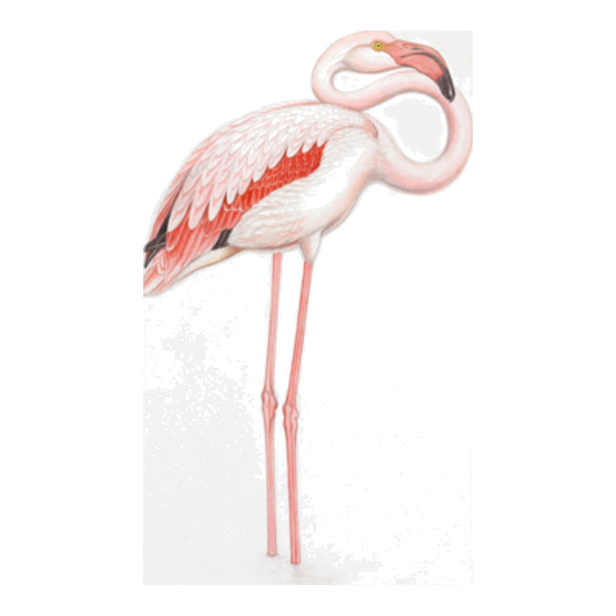 Remastered 18th Century Light Flamingo Print, framed bird art