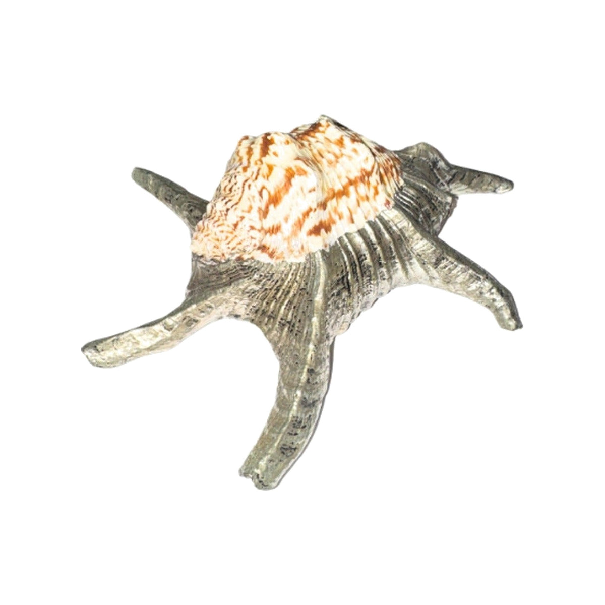 Silver Plated Spider Conch Sea Shell, shown on a white background