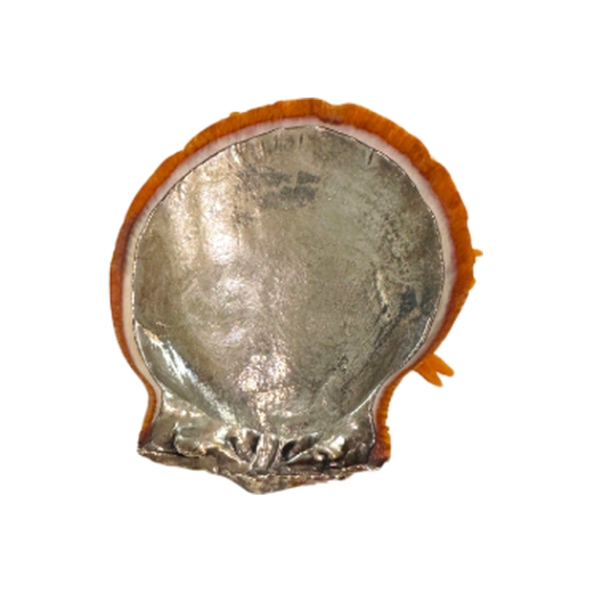 Silver Plated Spiny Oyster SeaS hell, shown on a white background