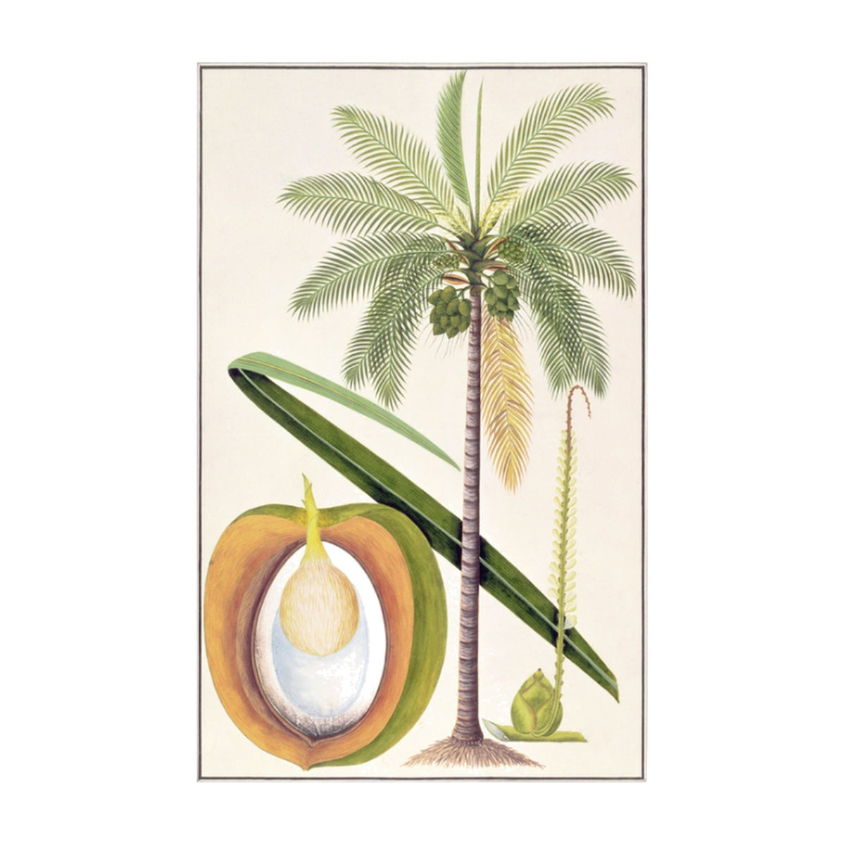 Anglo Indian Tree Vol. 1, framed botanical art