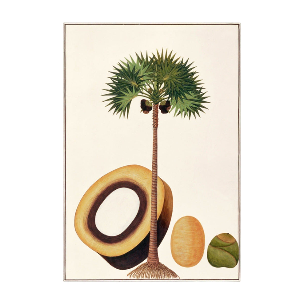 Anglo Indian Tree Vol. 2, framed botanical art