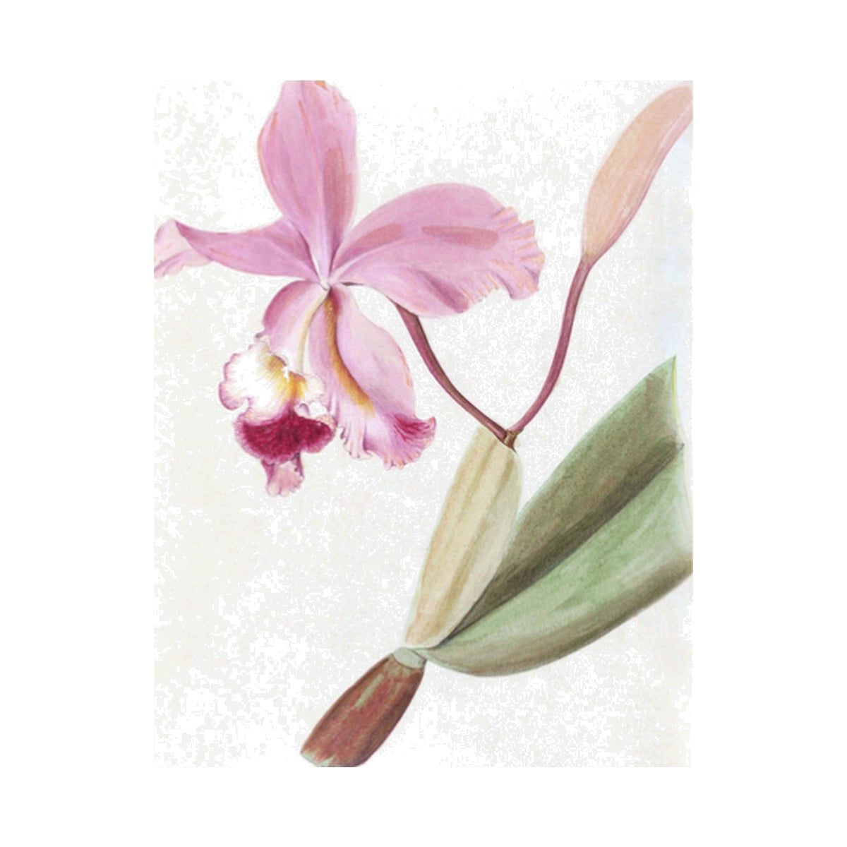 Brazilian Orchids Vol. 1, framed botanical art
