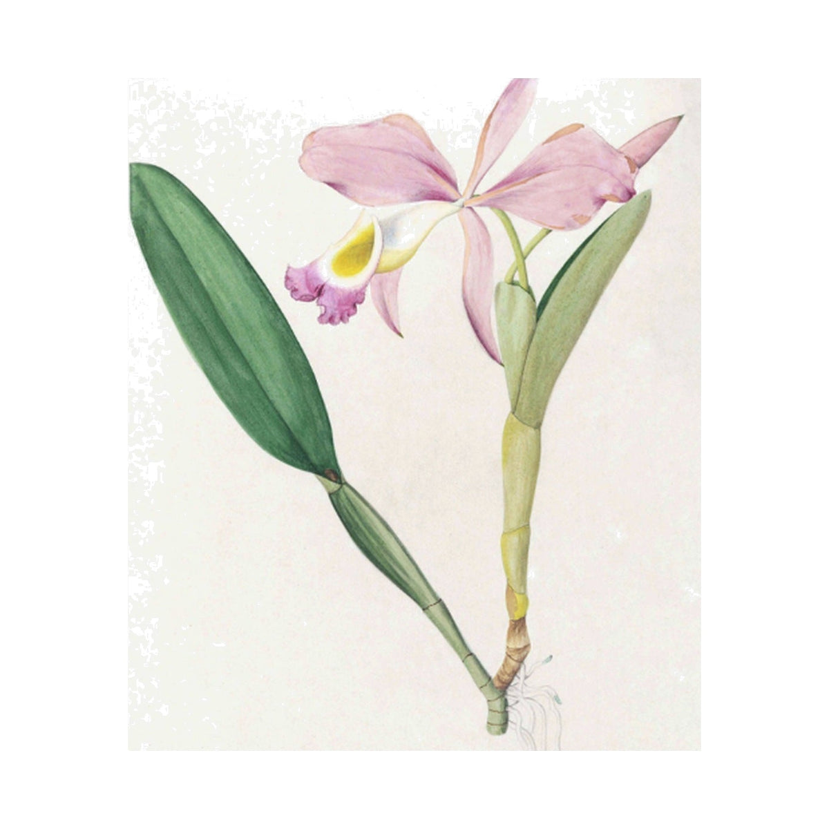 Brazilian Orchids Vol. 2, framed botanical art