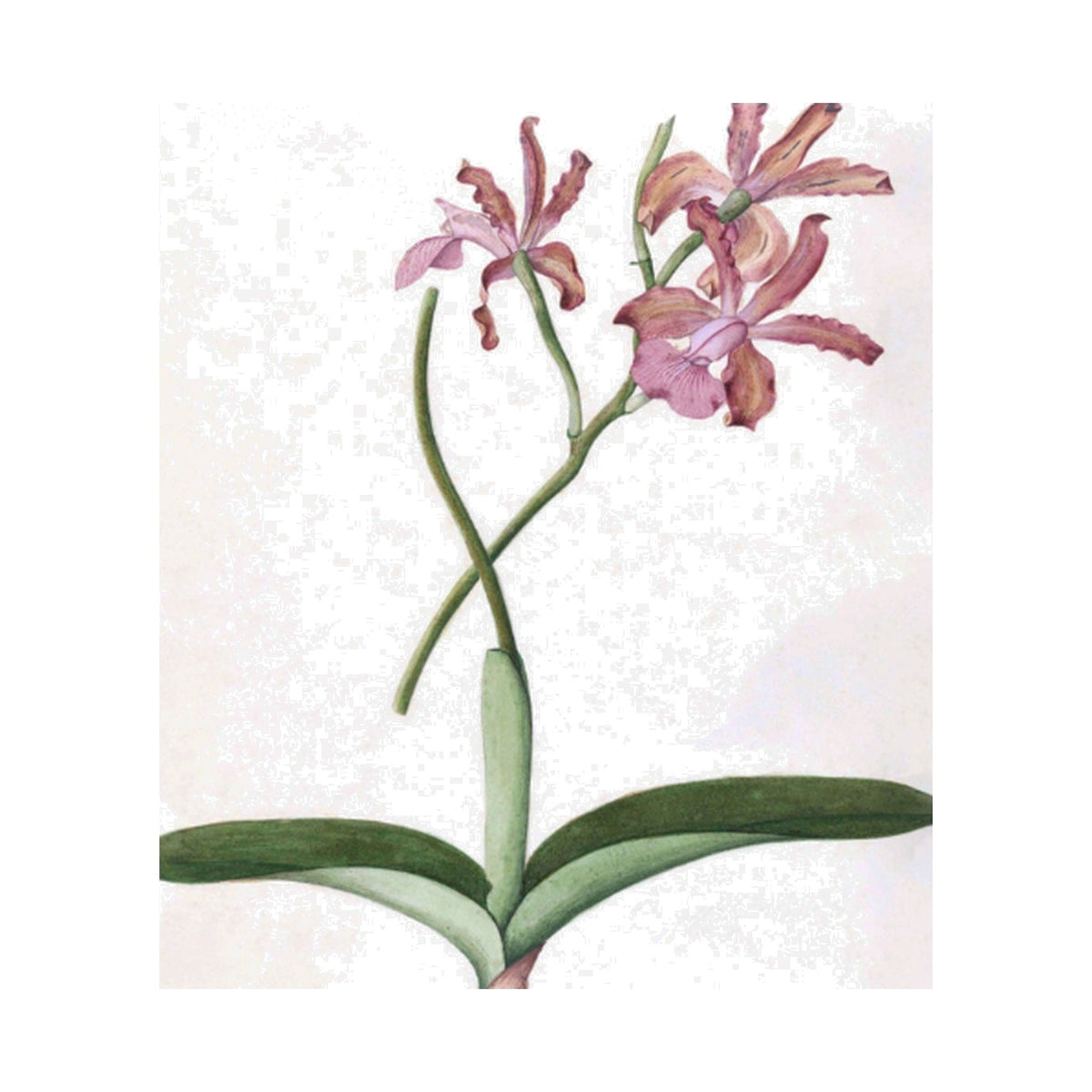 Brazilian Orchids Vol. 4, framed botanical art