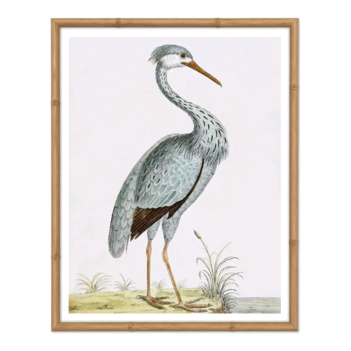 English Aquatic Bird II, framed bird art