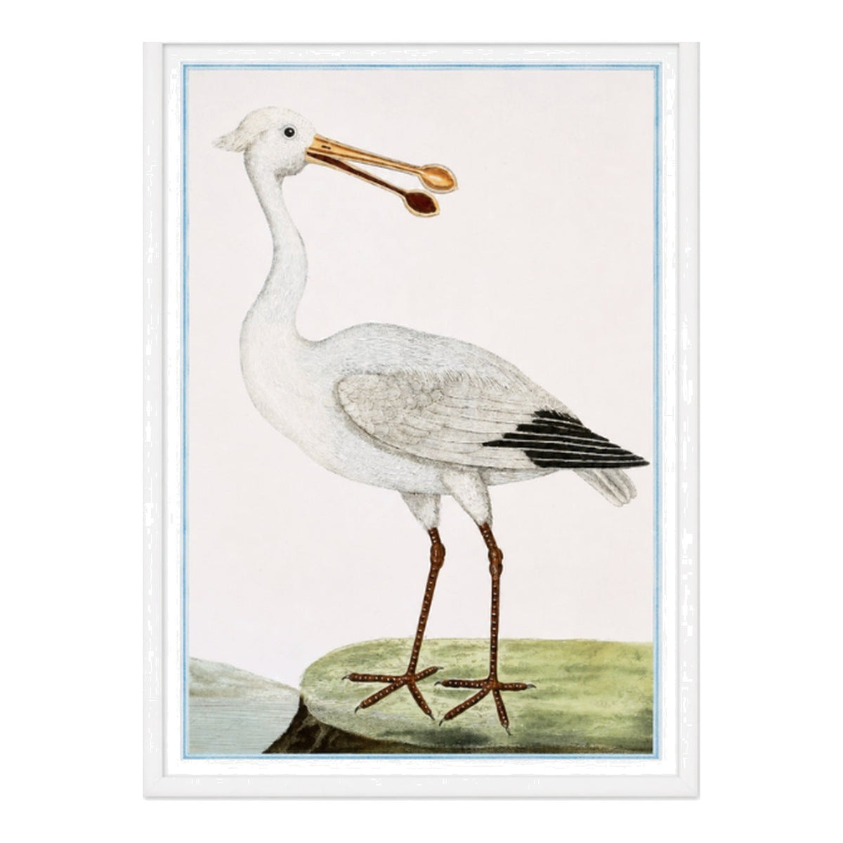 English Aquatic Bird III, framed bird art