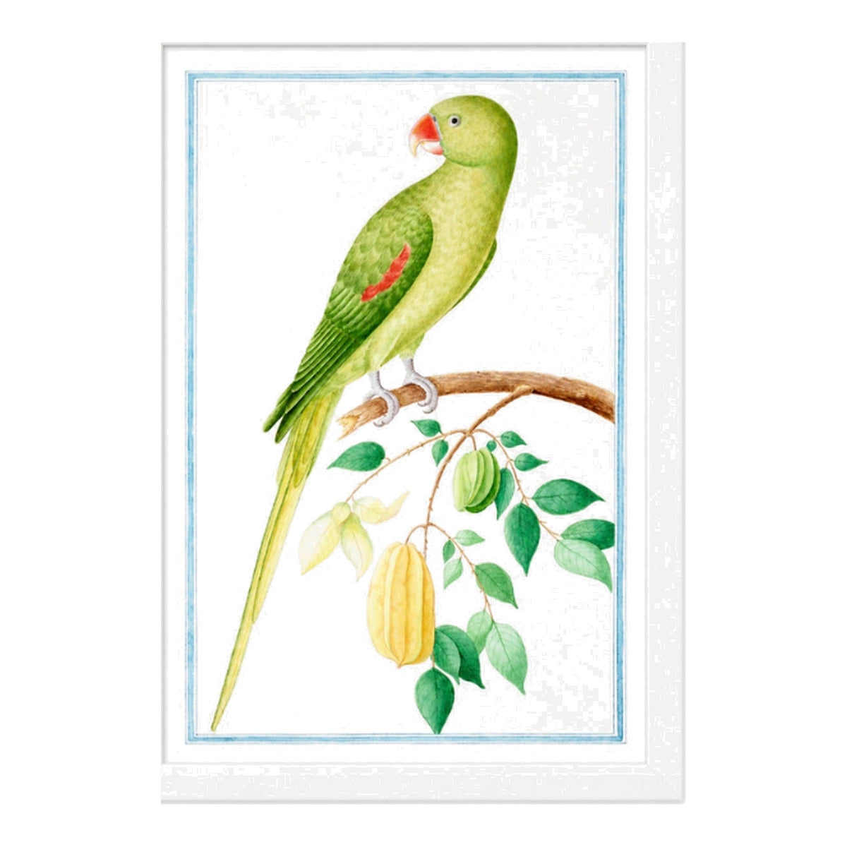 Ceylon Fauna I, framed bird art