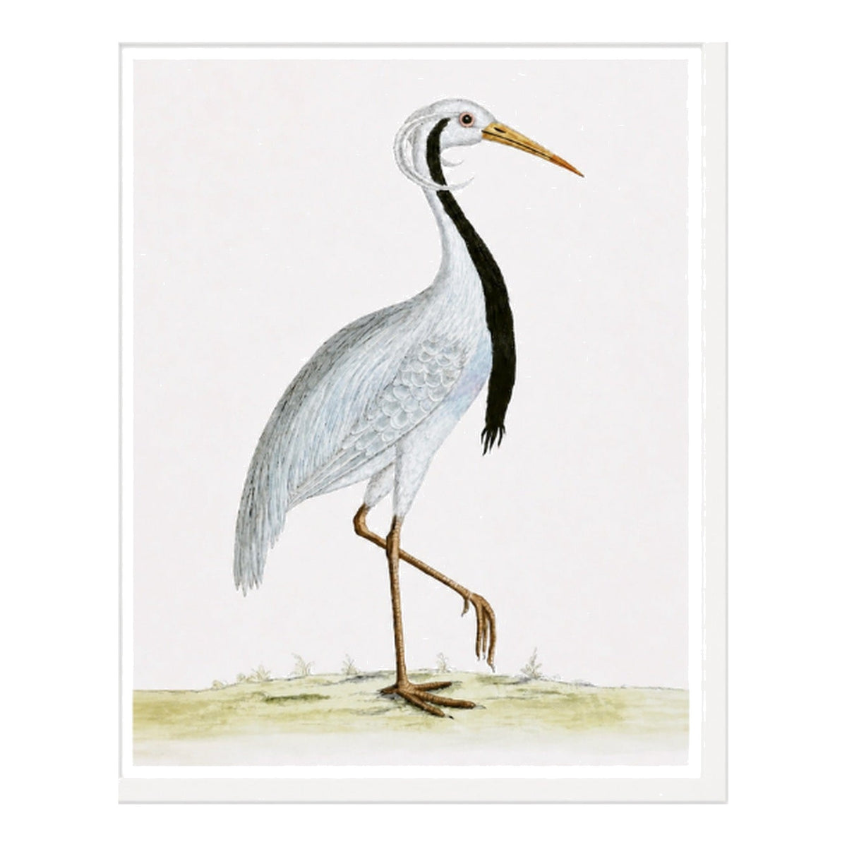 English Aquatic Bird V, framed bird art
