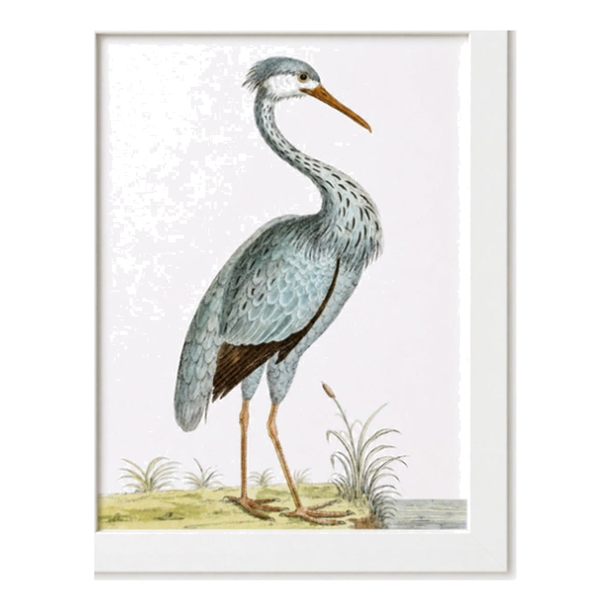 English Aquatic Bird VI, framed bird art