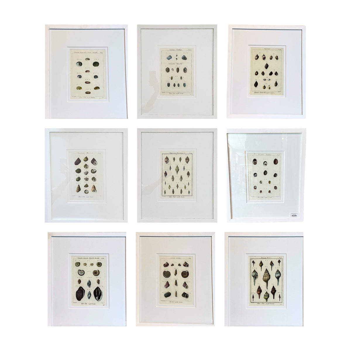 French shell prints shown together as a set