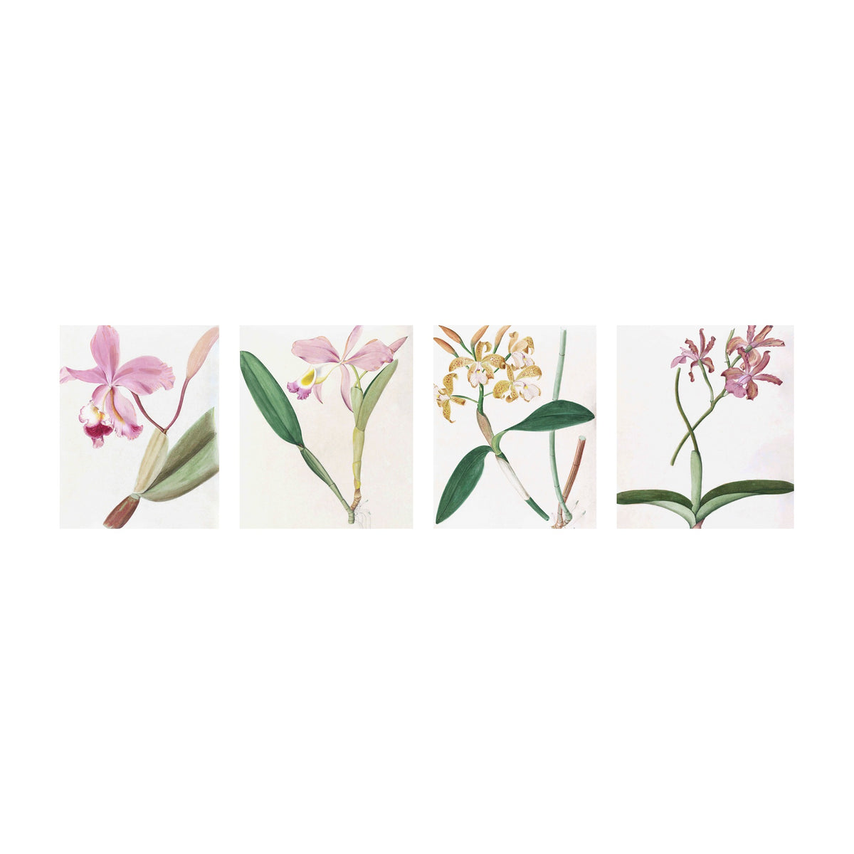 Brazilian orchid prints shown together as a set