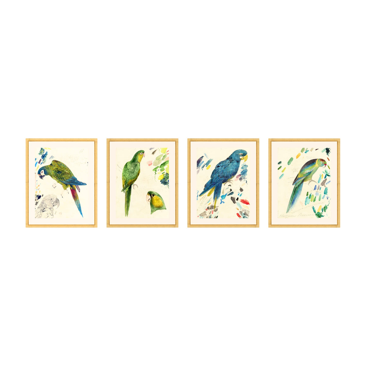 Rollins Parrots prints shown together as a set