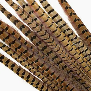 Pheasant Feather