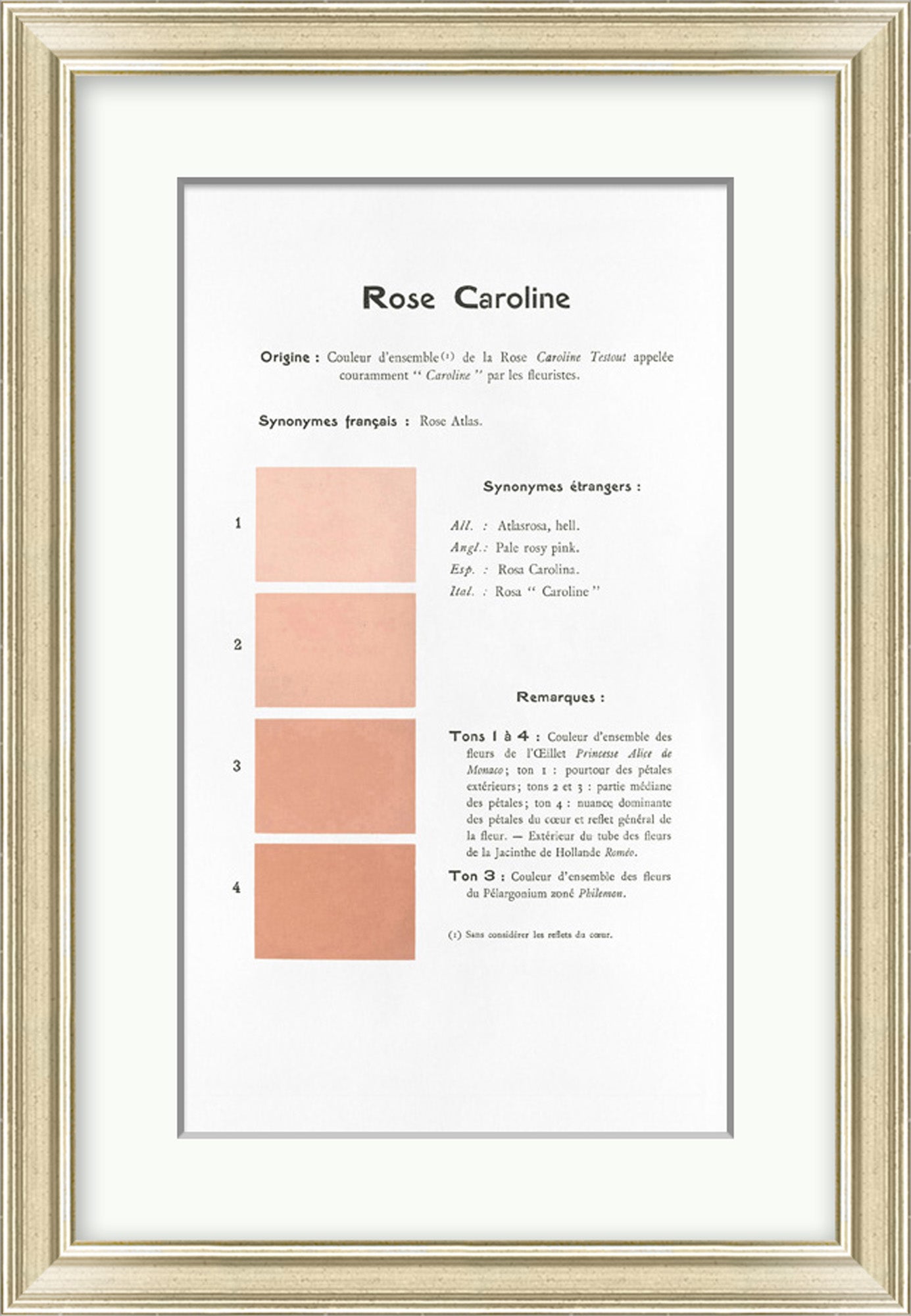 Danielle Rollins Coral Collection A-I