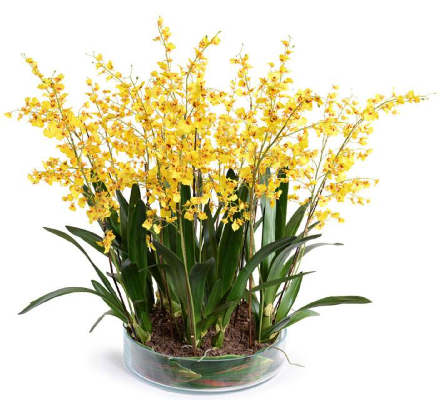 Faux Oncidium Orchid