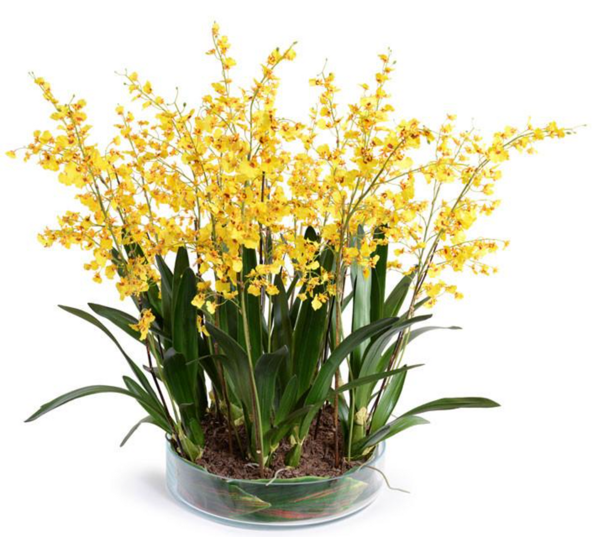 Oncidium online