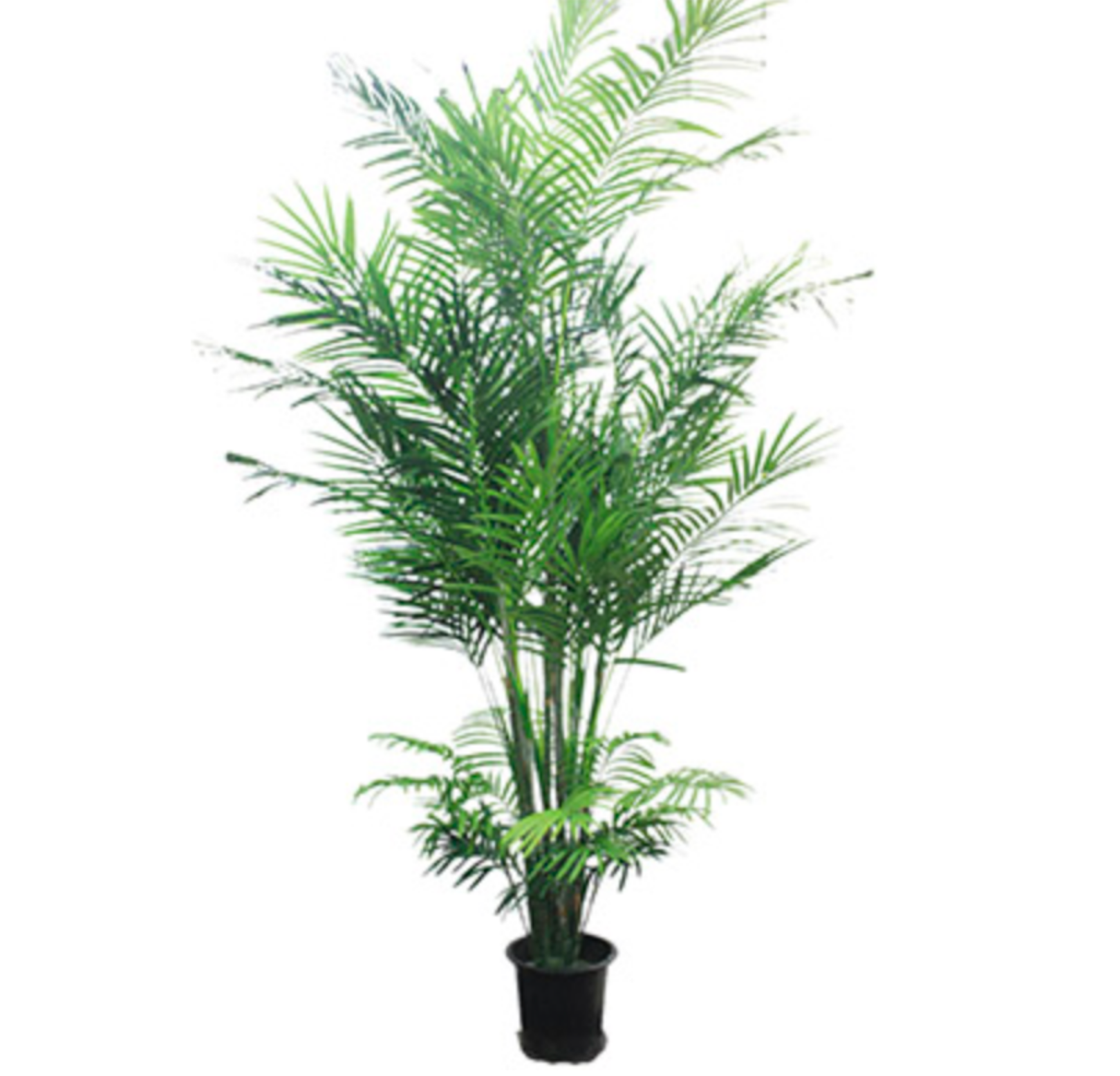 Fabulous Faux Areca Pam Trees