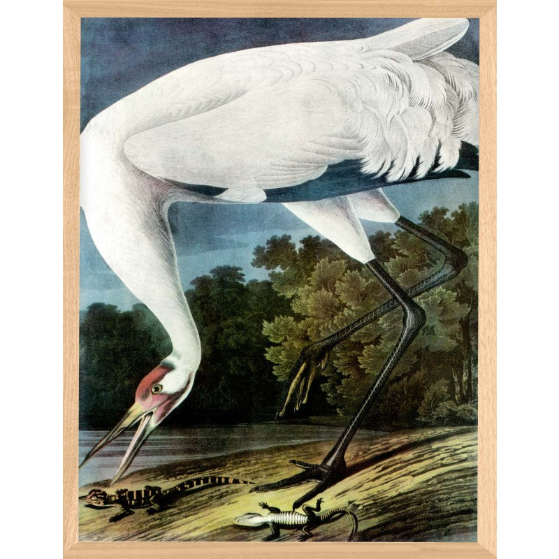 Audubon 11