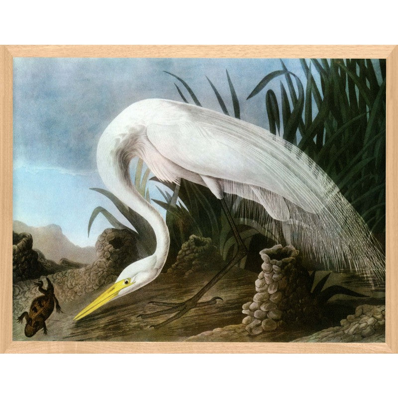 Audubon 18