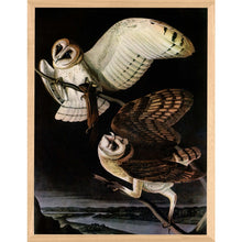 Audubon 5