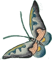 A graphic of a butterfly.